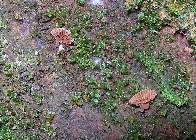 Galerina subexcentrica  spec.nov.